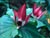 Trillium chloropetalum  - 
