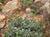 Epilobium septentrionalis 