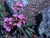 Lewisia cotyledon - Broad Leaf Lewisia