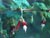 Ribes thatcherianum - Santa Cruz Island Gooseberry