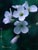 Cardamine californica  - Milk Maids