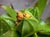 Trillium ovatum  - Wake Robin