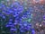 Penstemon heterophyllus  - Blue Bedder Penstemon