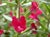 Mimulus  - Monkeyflower Hybrids