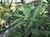 Artemisia douglasiana  - Mugwort