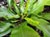 Asplenium nidus  - Bird