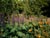 Lupinus polyphyllus  - Marsh Lupine