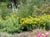 Solidago canadensis  - Canada Goldenrod