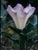 Datura wrightii  - Jimson Weed