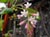 Ribes malvaceum 