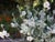 Solanum umbelliferum 