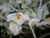 Solanum umbelliferum 'Spring Frost' - Nightshade