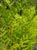Thuja plicata 