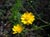 Ranunculus californicus  - California Buttercup