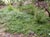 Ceanothus hearstiorum  - Hearst Ceanothus