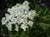 Heracleum lanatum  - Cow Parsnip