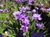 Sisyrinchium bellum 
