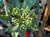 Heteromeles arbutifolia 
