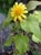 Venegasia carpesoides  - Canyon Sunflower
