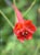 Delphinium nudicaule  - Red Larkspur