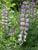 Lupinus arboreus  - Purple Bush Lupine