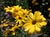 Encelia californica 