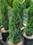 Cupressus (Chamaecyparis) lawsoniana 