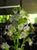 Polemonium occidentale  - Jacob