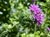 Monardella villosa x purpurea - Coyote Mint