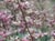 Heuchera elegans  - Coral Bells