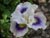 Iris 'San Lorenzo Valley' - PCH Iris