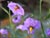 Solanum umbelliferum incanum  - Nightshade