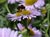 Erigeron glaucus 