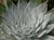 Dudleya brittonii  - Britton