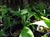 Lysichiton americanum  - Skunk Cabbage