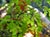 Adiantum raddianum Fragrantissimum  - Maidenhair