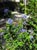 Ceanothus impressus 