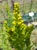 Solidago sp.  - Goldenrod