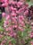 Heuchera 