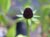 Rudbeckia occidentalis  - Coneflower