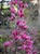 Heuchera 