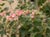 Ribes malvaceum viridifolium 'Ortega Beauty' - Chaparral Currant