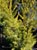 Cupressus macrocarpa 