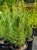 Cupressus lawsoniana 