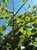 Populus tremuloides  - Improved Quaking Aspen