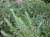 Dryopteris filix-mas  - Male Fern