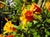 Mimulus 