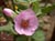 Malacothamnus palmeri 