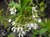 Oemleria cerasiformis  - Oso Berry