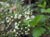Holodiscus microphyllus glabrescens  - Dwarf Ocean Spray